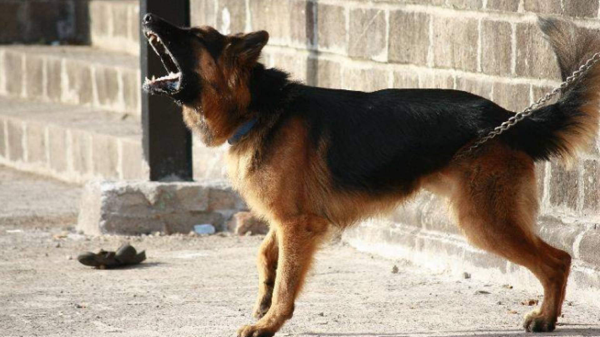 كلب في الشارع العام "تعبيرية"