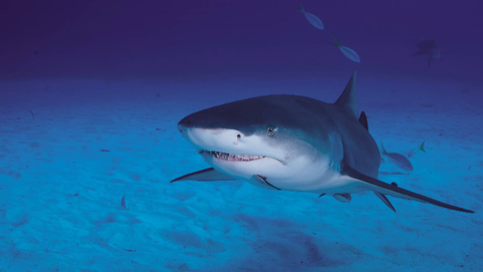 سمكة قرش - أرشيفية