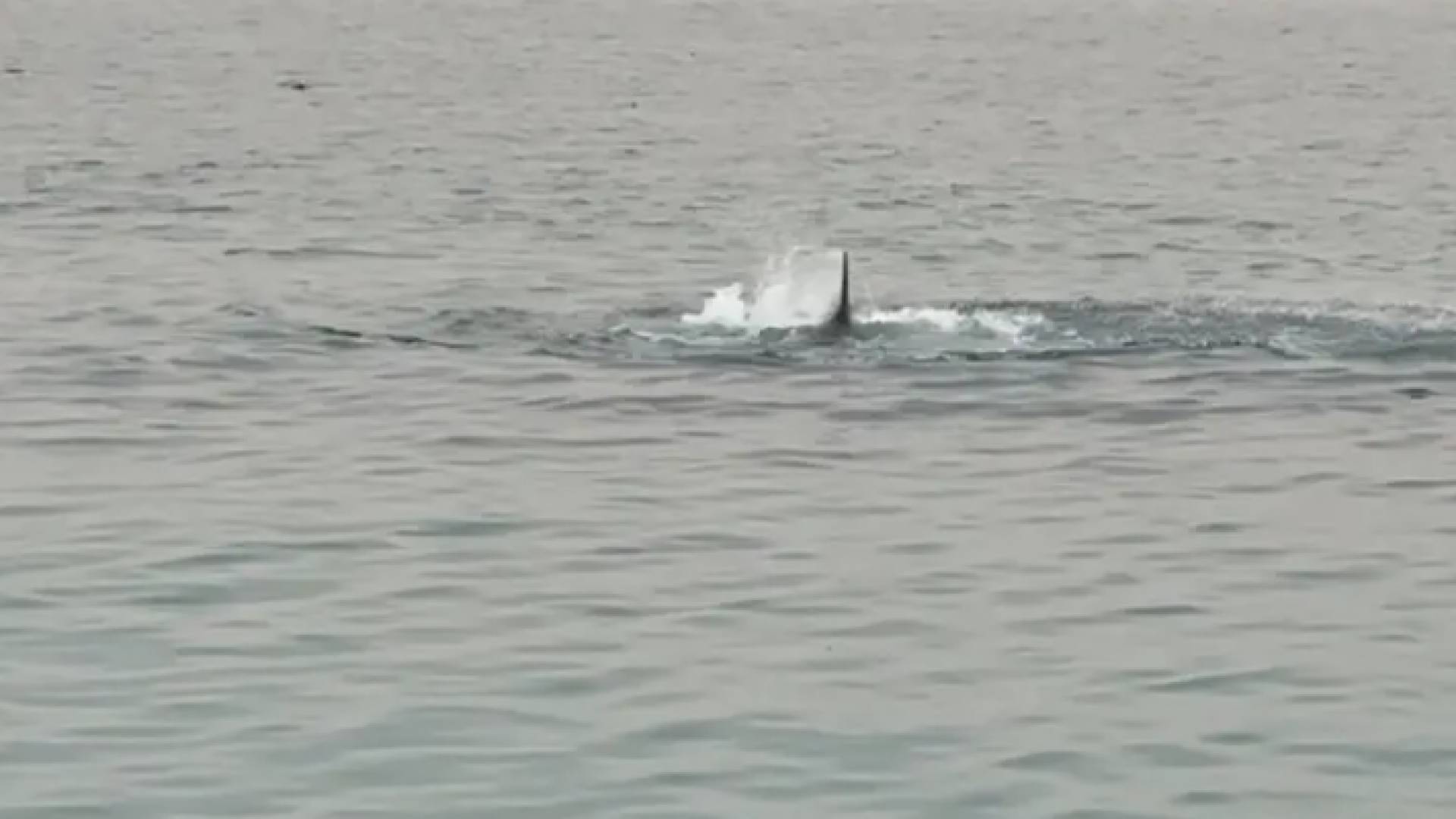 سمكة القرش أثناء هجومها على السائح الروسي