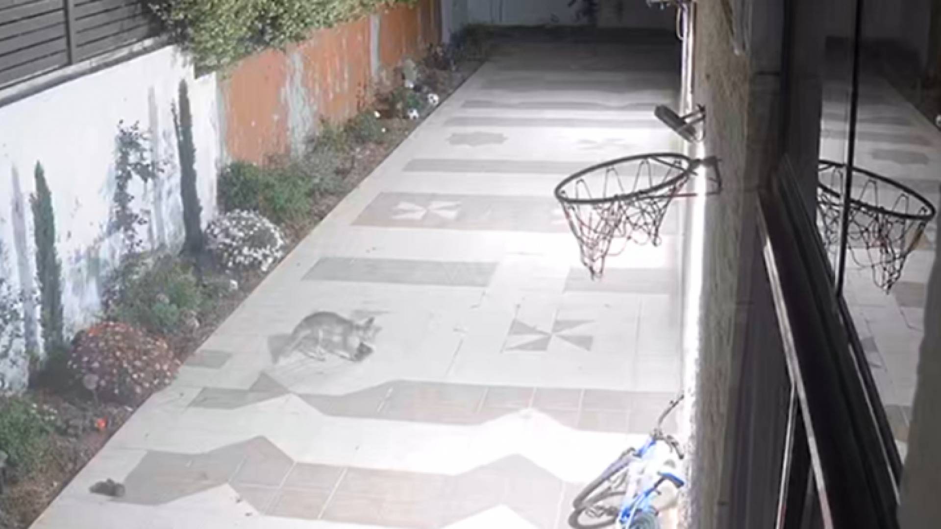 حصيني داخل منزل في خلدا