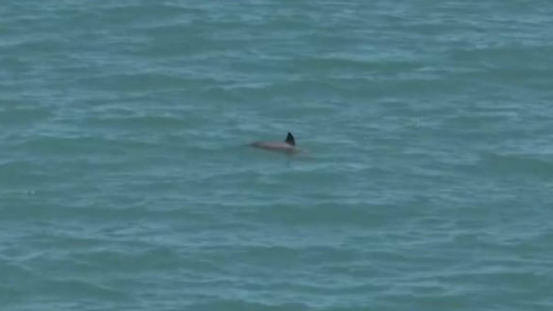 خنزير البحر في المحيط الهادي