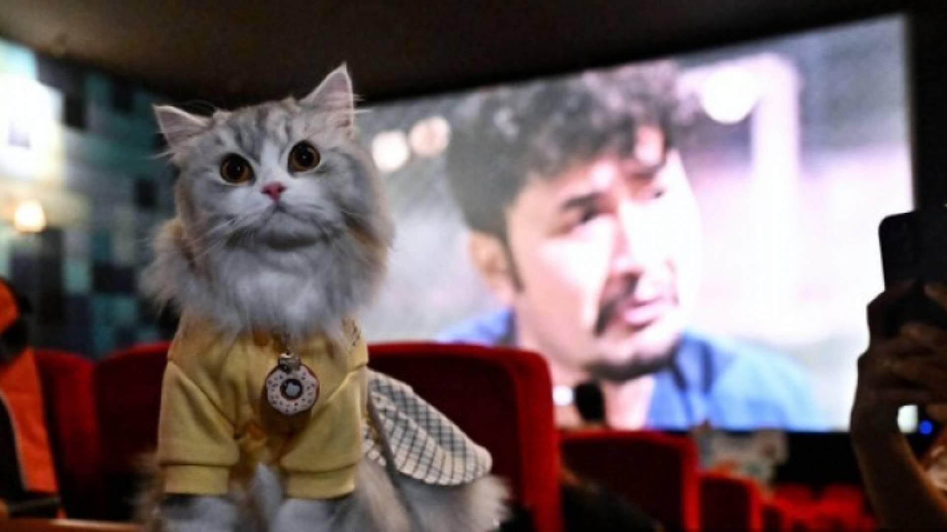 قطة داخل السينما