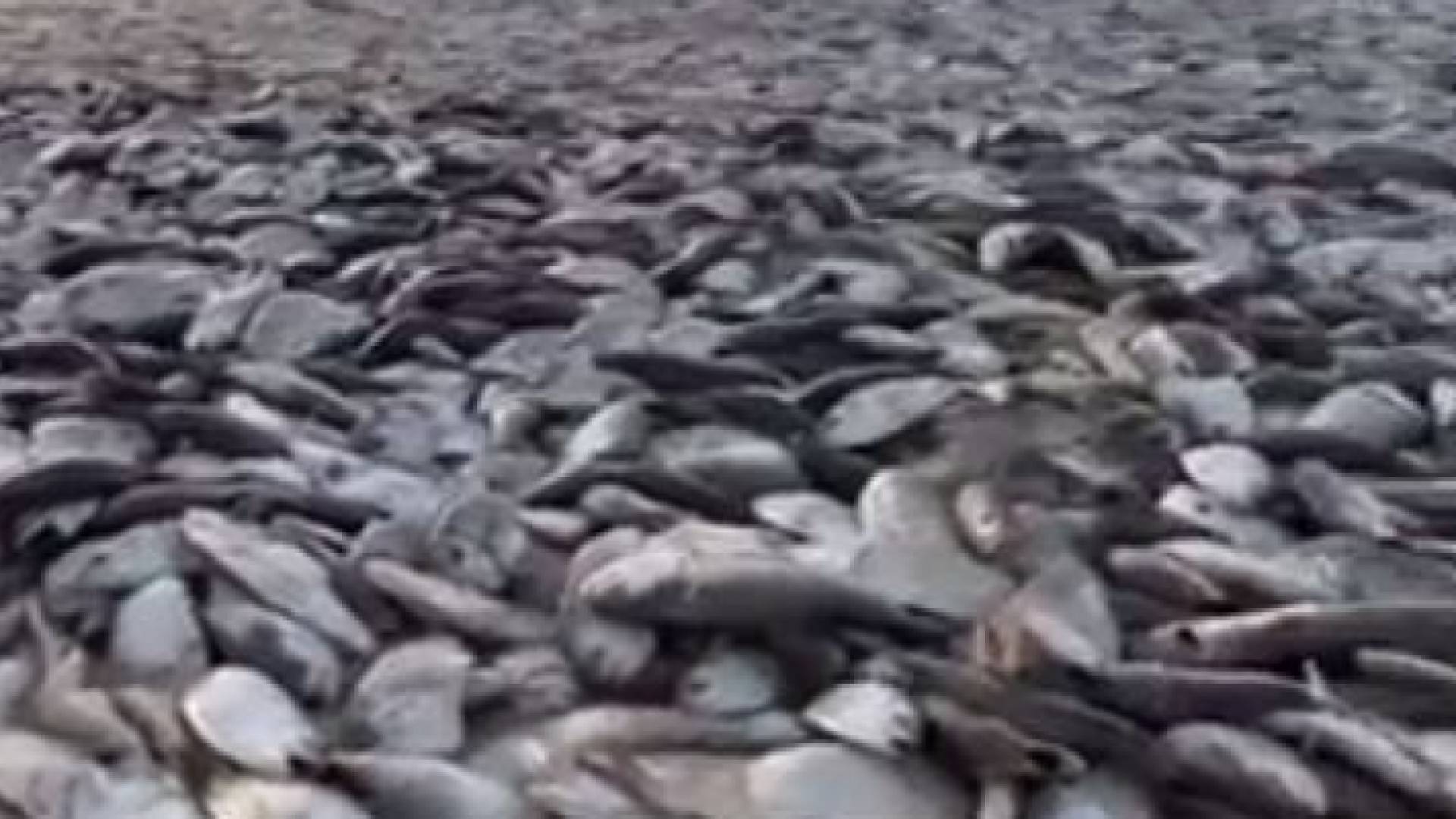 أسماك على ساحل خليج تكساس الأمريكي