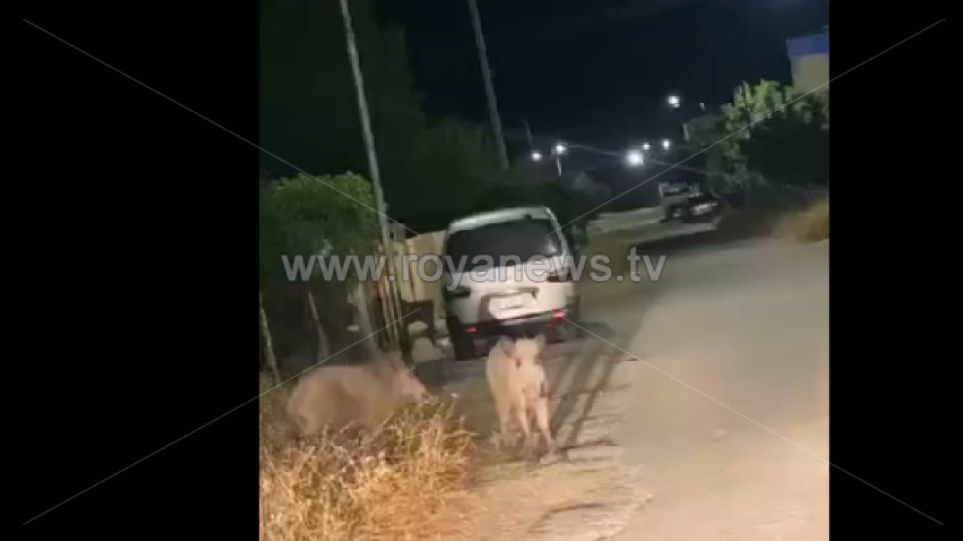 خنزير في منطقة ناطفة