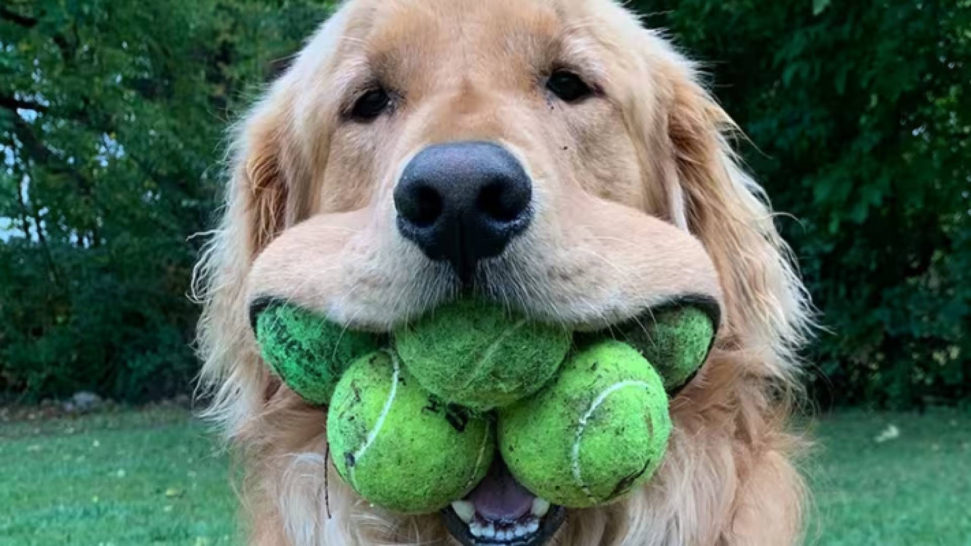 الكلب فينلي