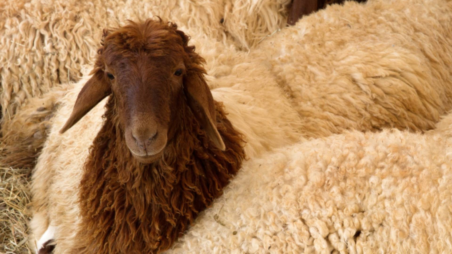 خروف في إحدى الحظائر