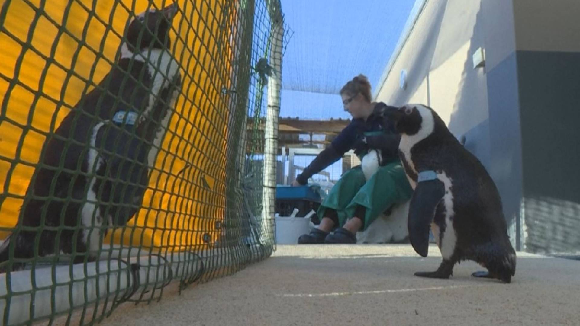 رعاية البطاريق