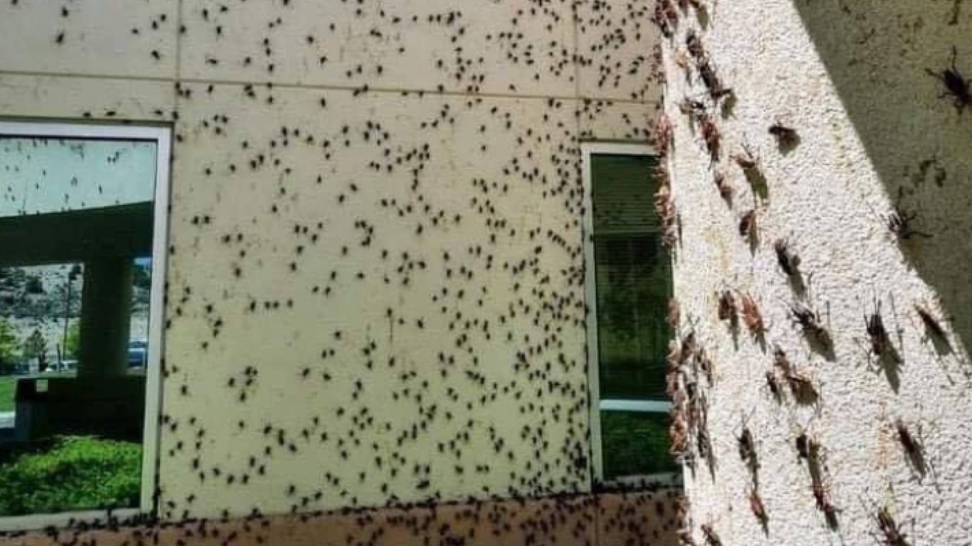 غزو صراصير المورمون