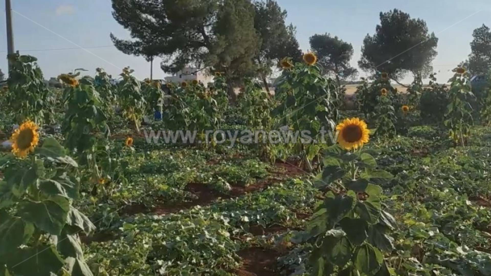 مزروعات صيفية في سهل حوران