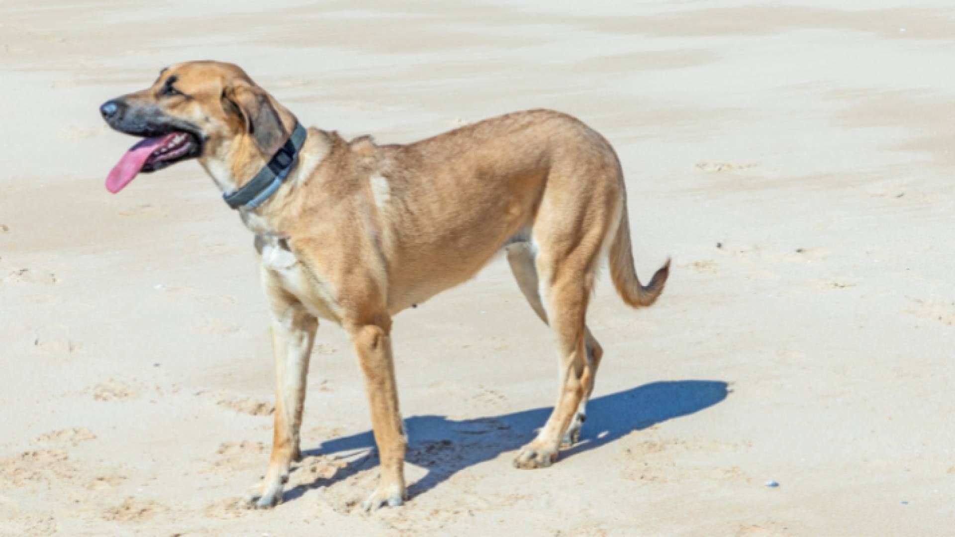 كلب - أرشيفية