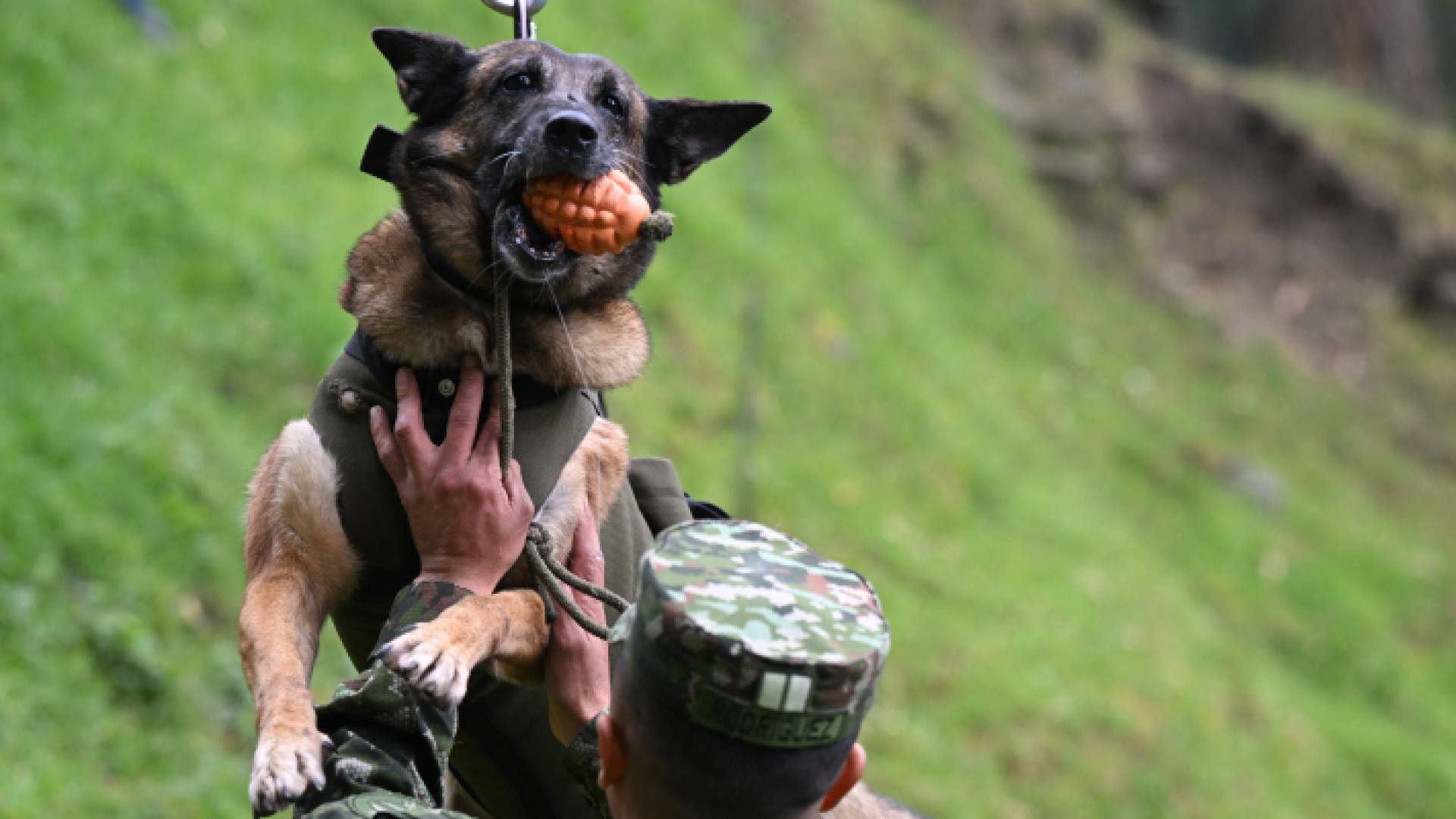 لكلب البوليسي "ويلسون"