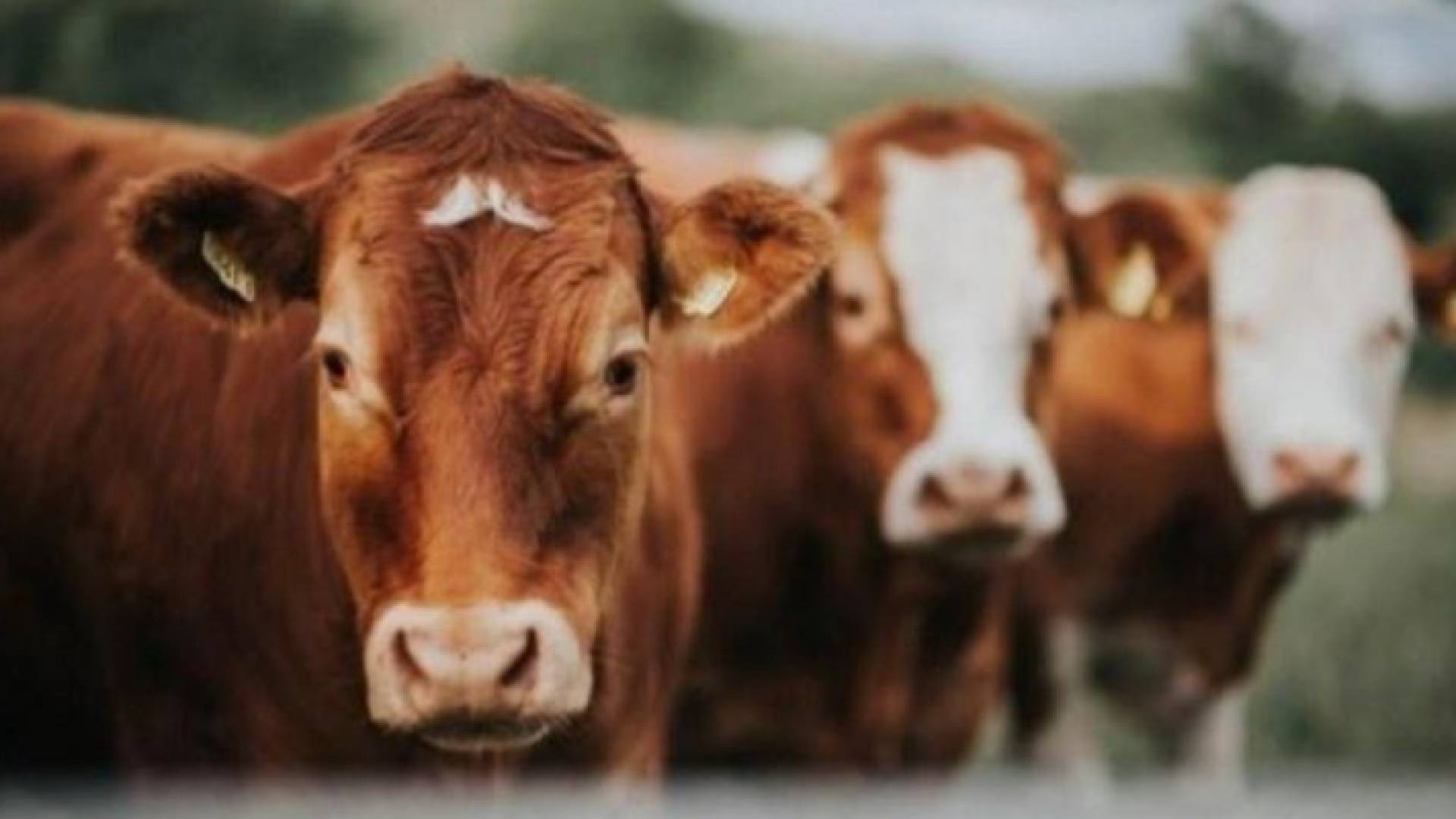 العجول المسمنة