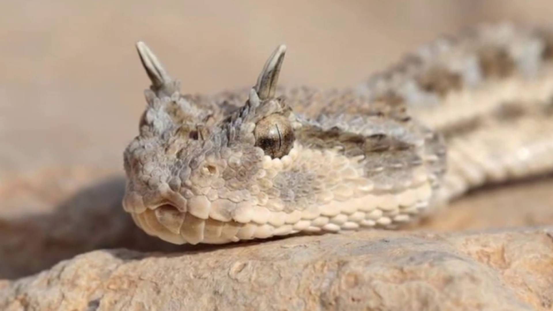 ثعبان أبو قرون