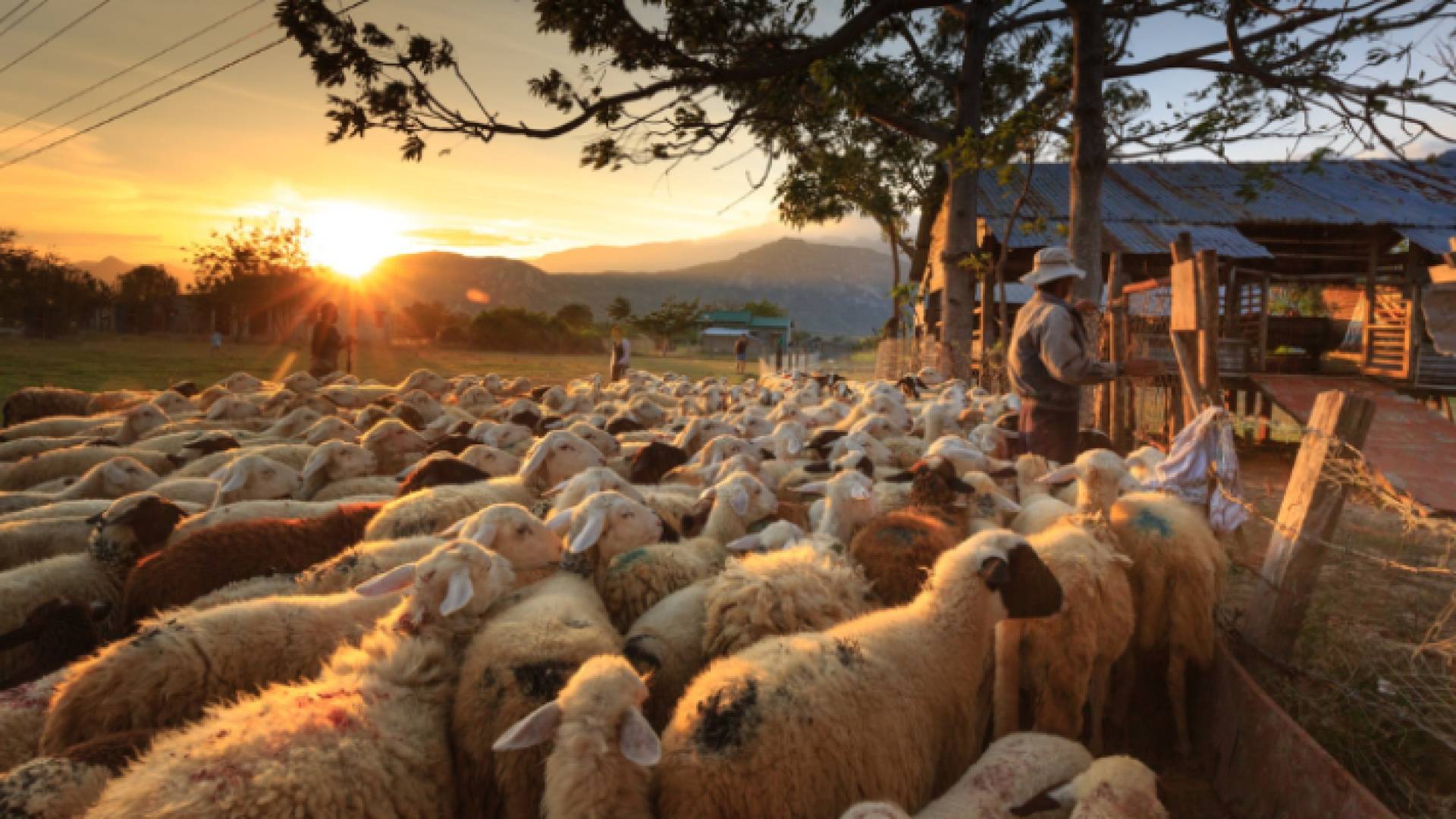 حضيرة أغنام