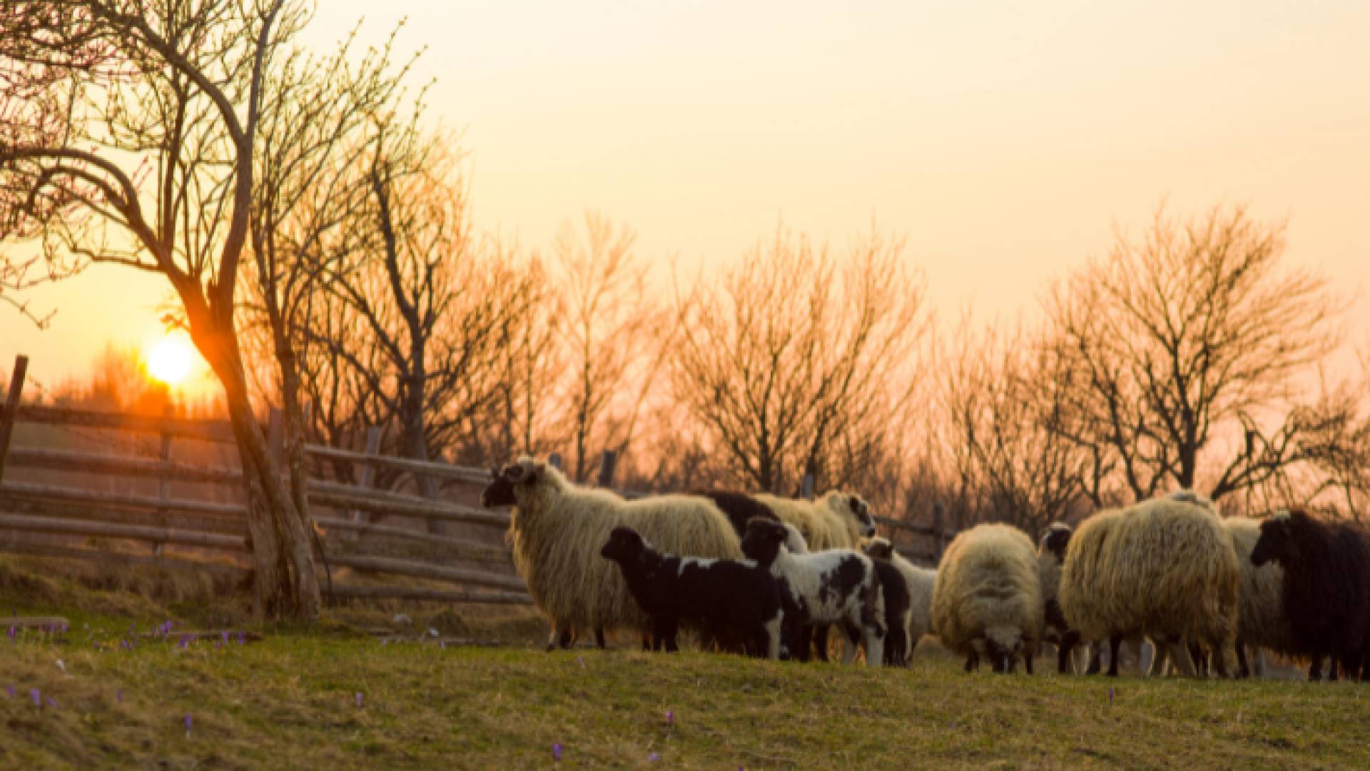 صورة أرشيفية لأغنام