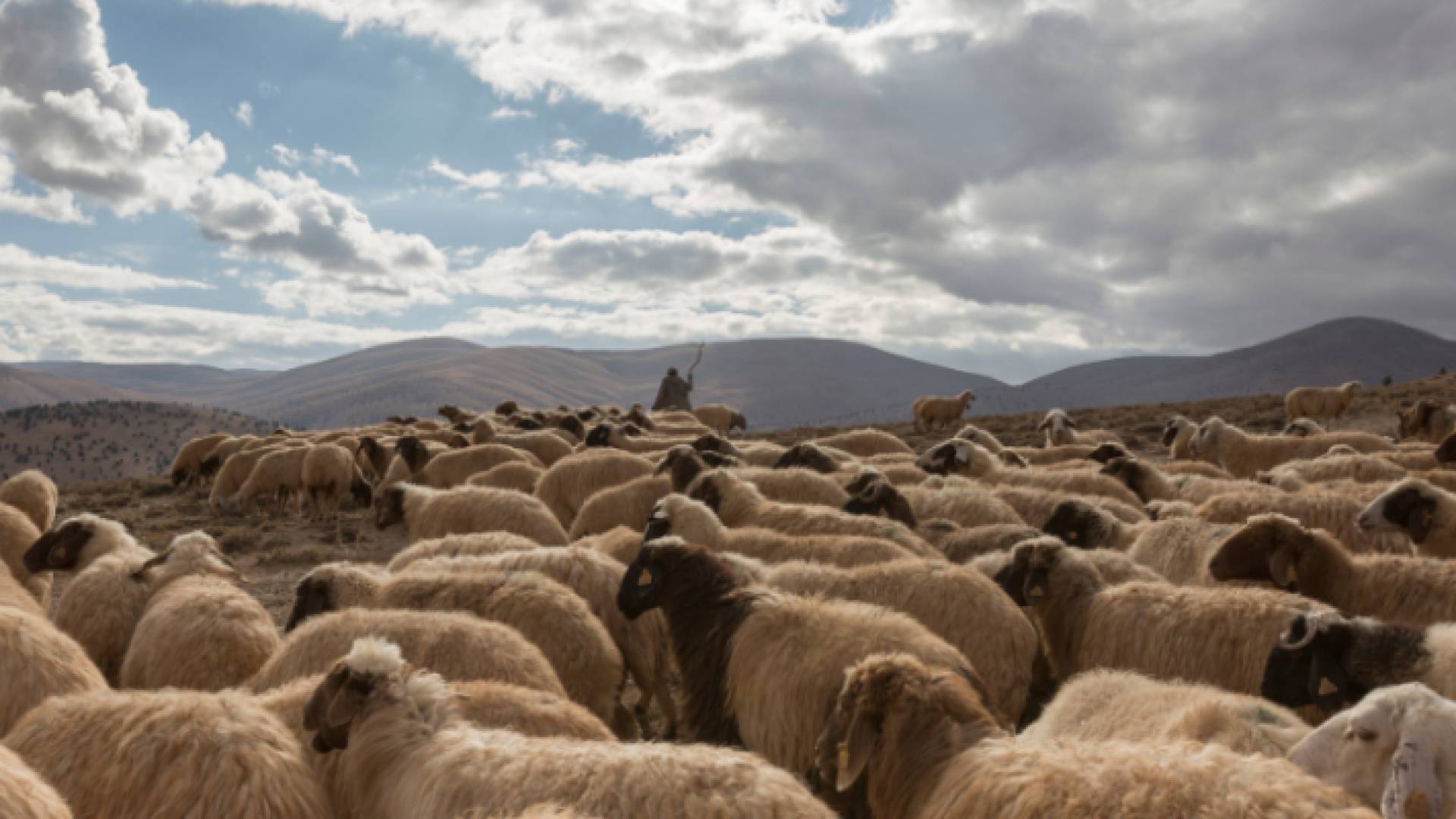 خراف في البرية