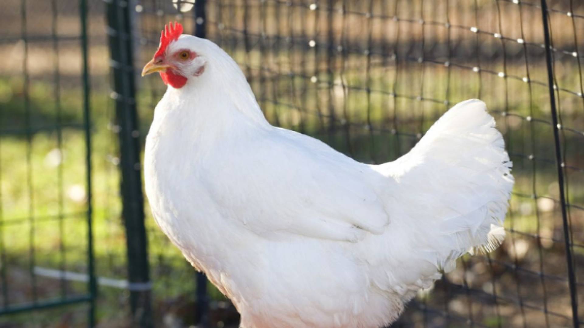 دجاجة في إحدى المزارع "أرشيفية"