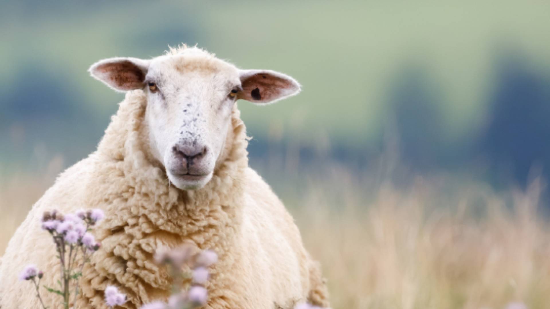 خروف في إحدى الحظائر