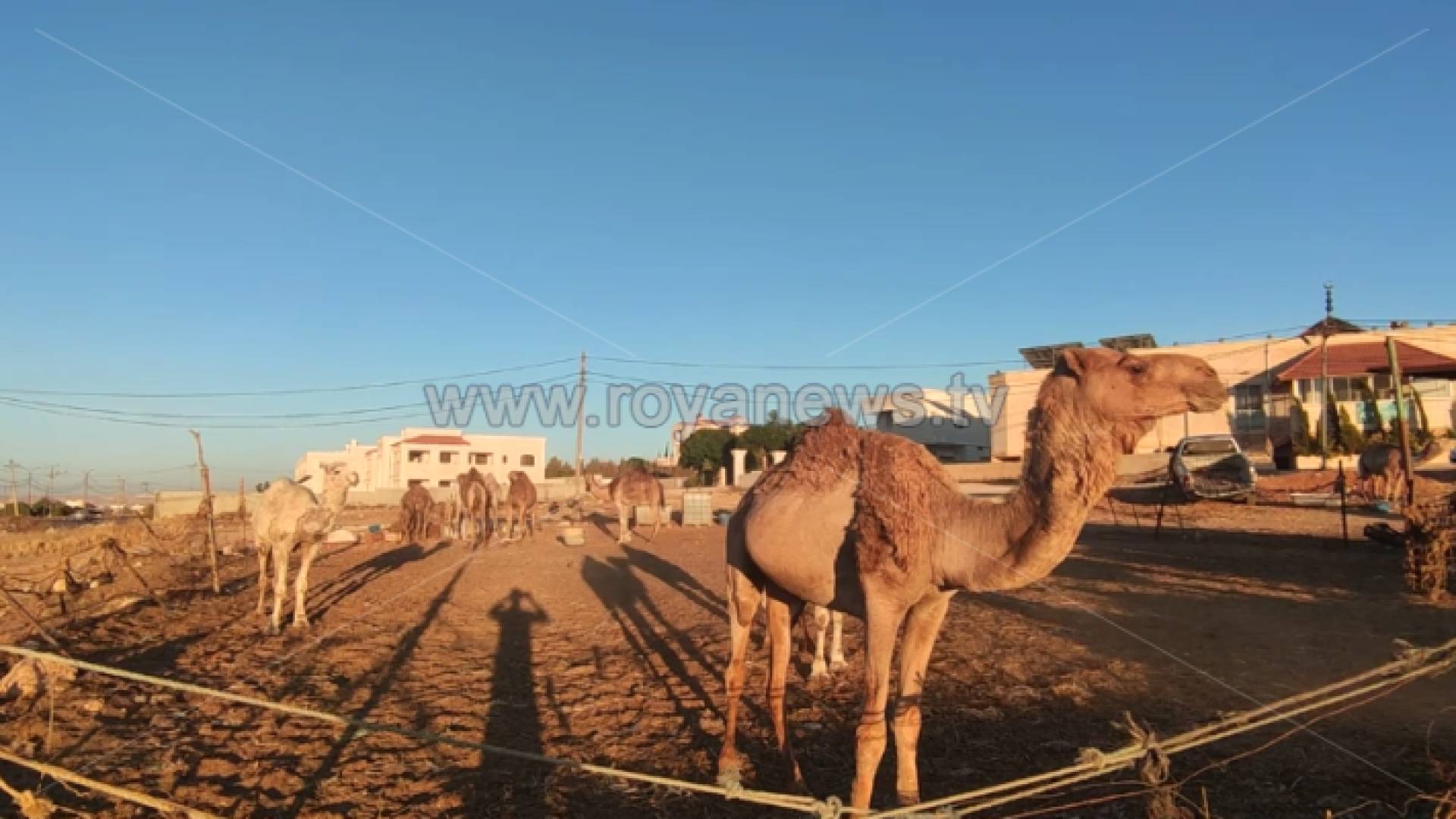 حظيرة جمال في الرمثا