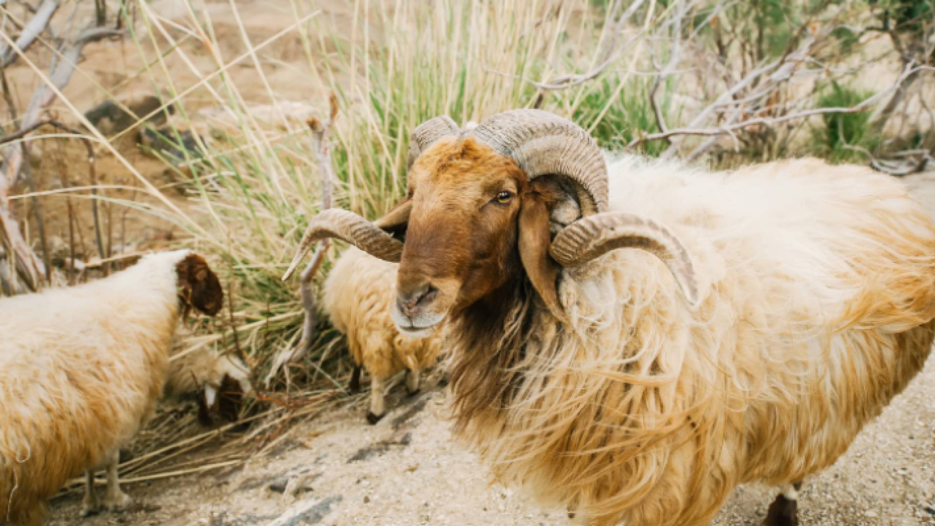 خاروف في إحدى الحظائر