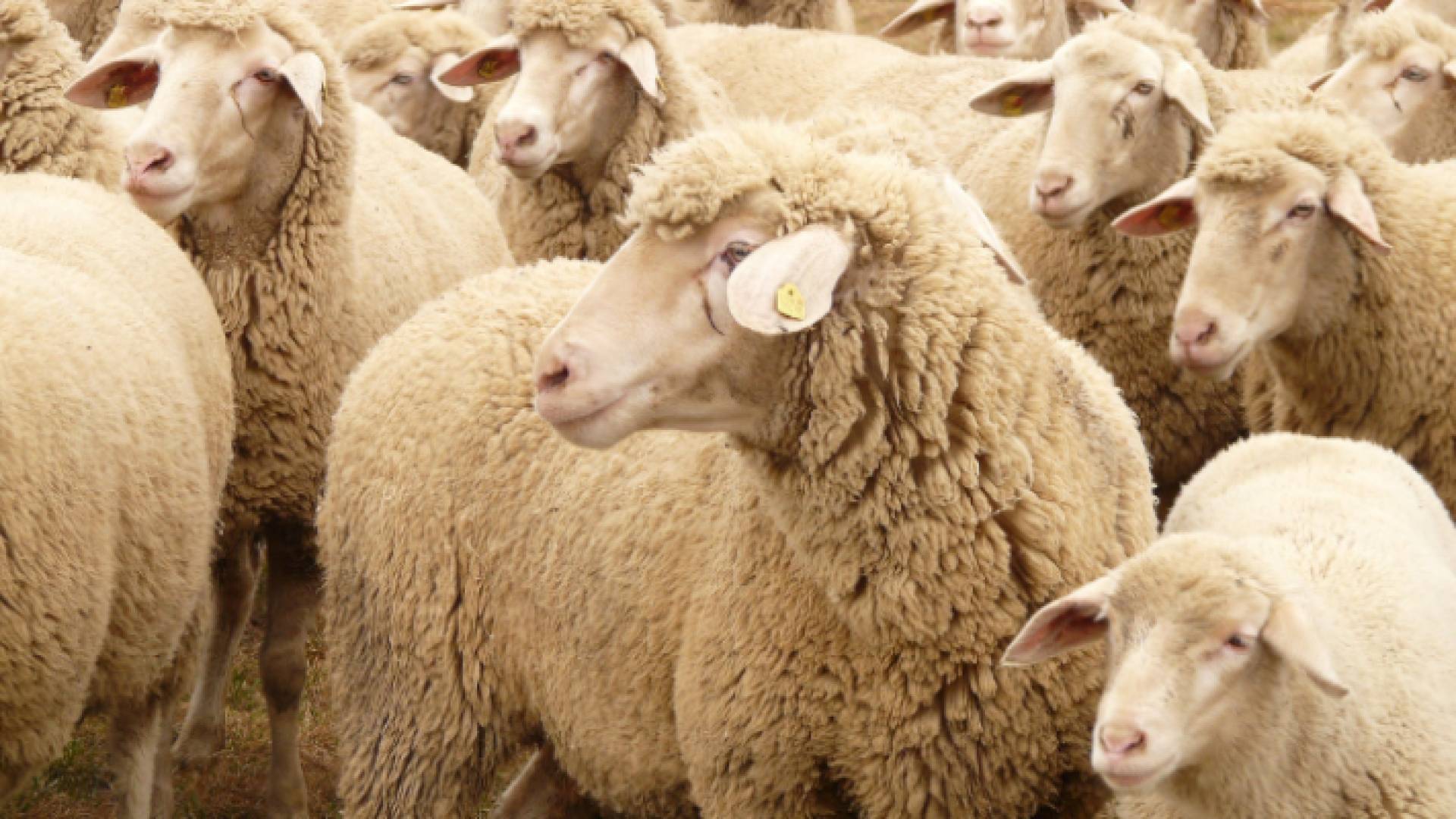 خراف في إحدى الحظائر