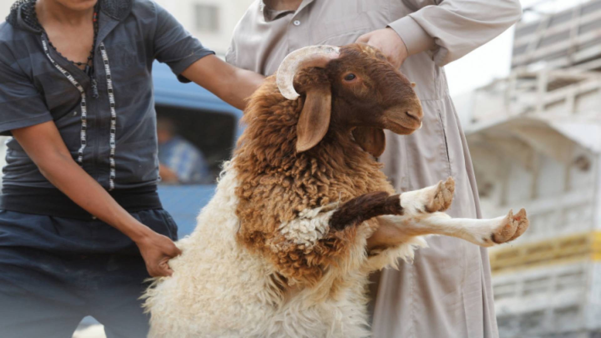 صورة أرشيفية لشخصين يمسكان أضحية