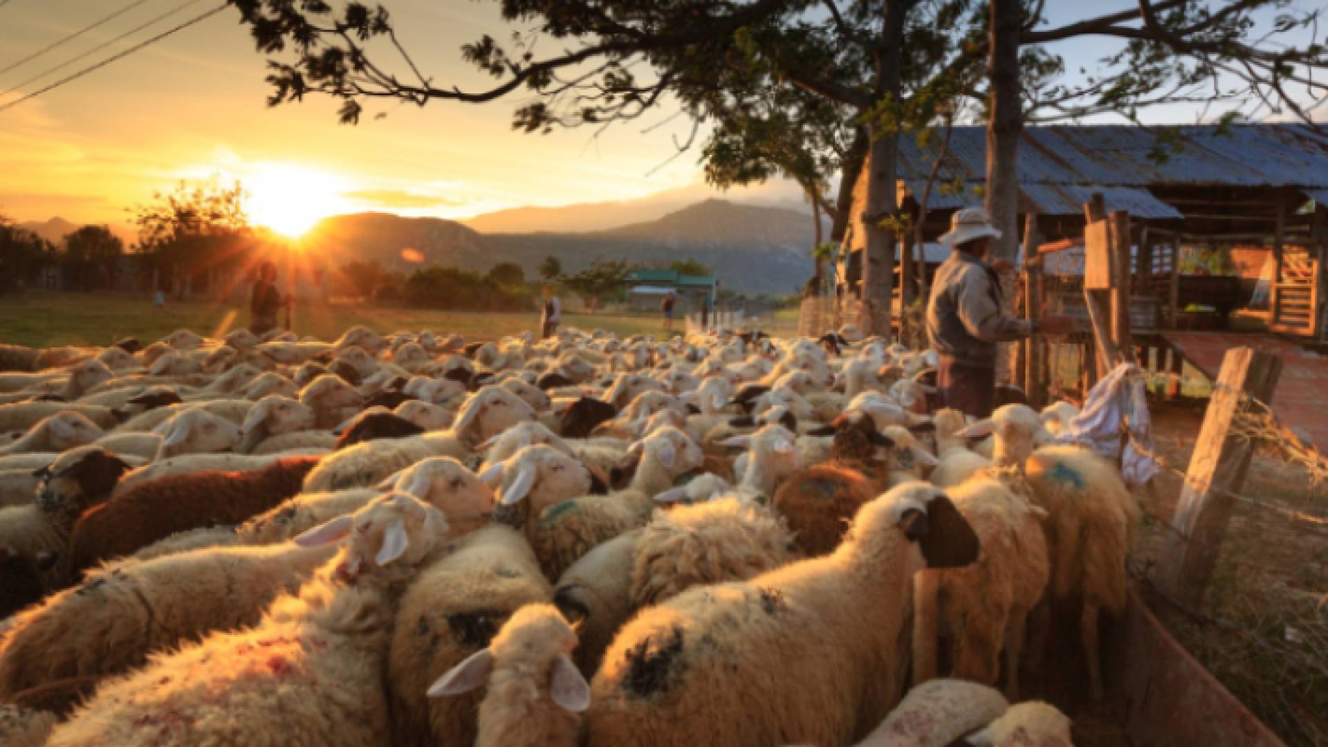 خراف في إحدى الحظائر