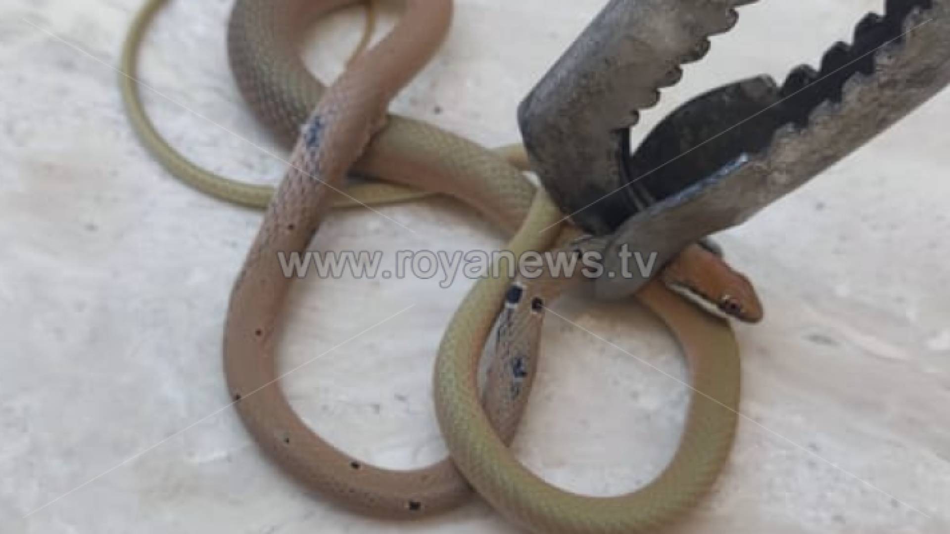 الأفعى الذي عثر عليها في فناء منزل في مرج الحمام