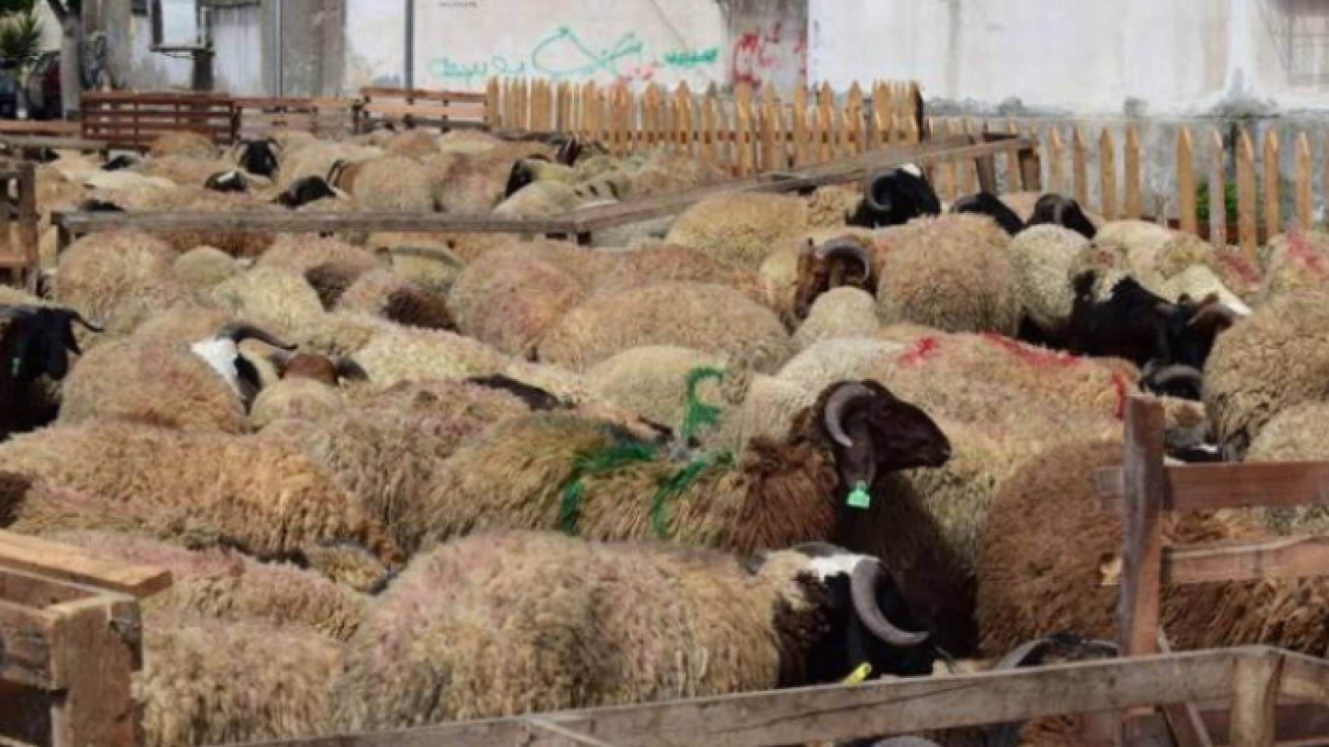 حضائر الأضاحي