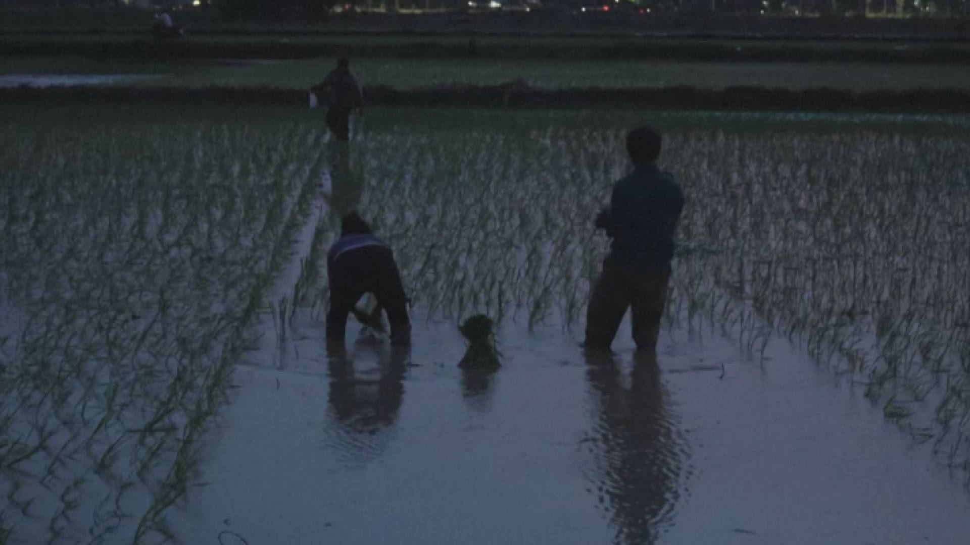 جانب من الزراعة الليلية