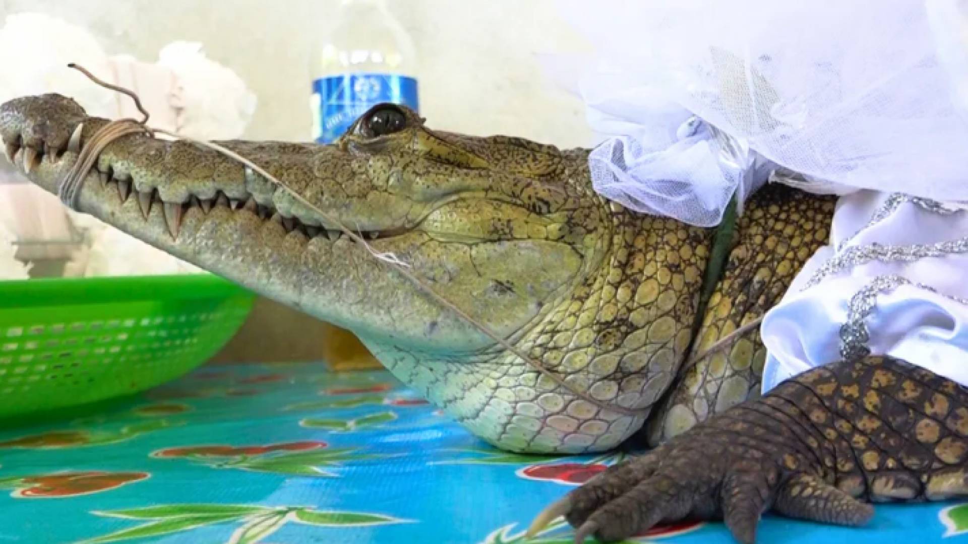 جانب من الاحتفالية