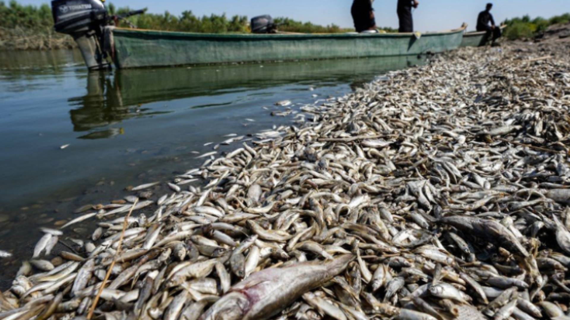 نفوق الأسماك في العراق