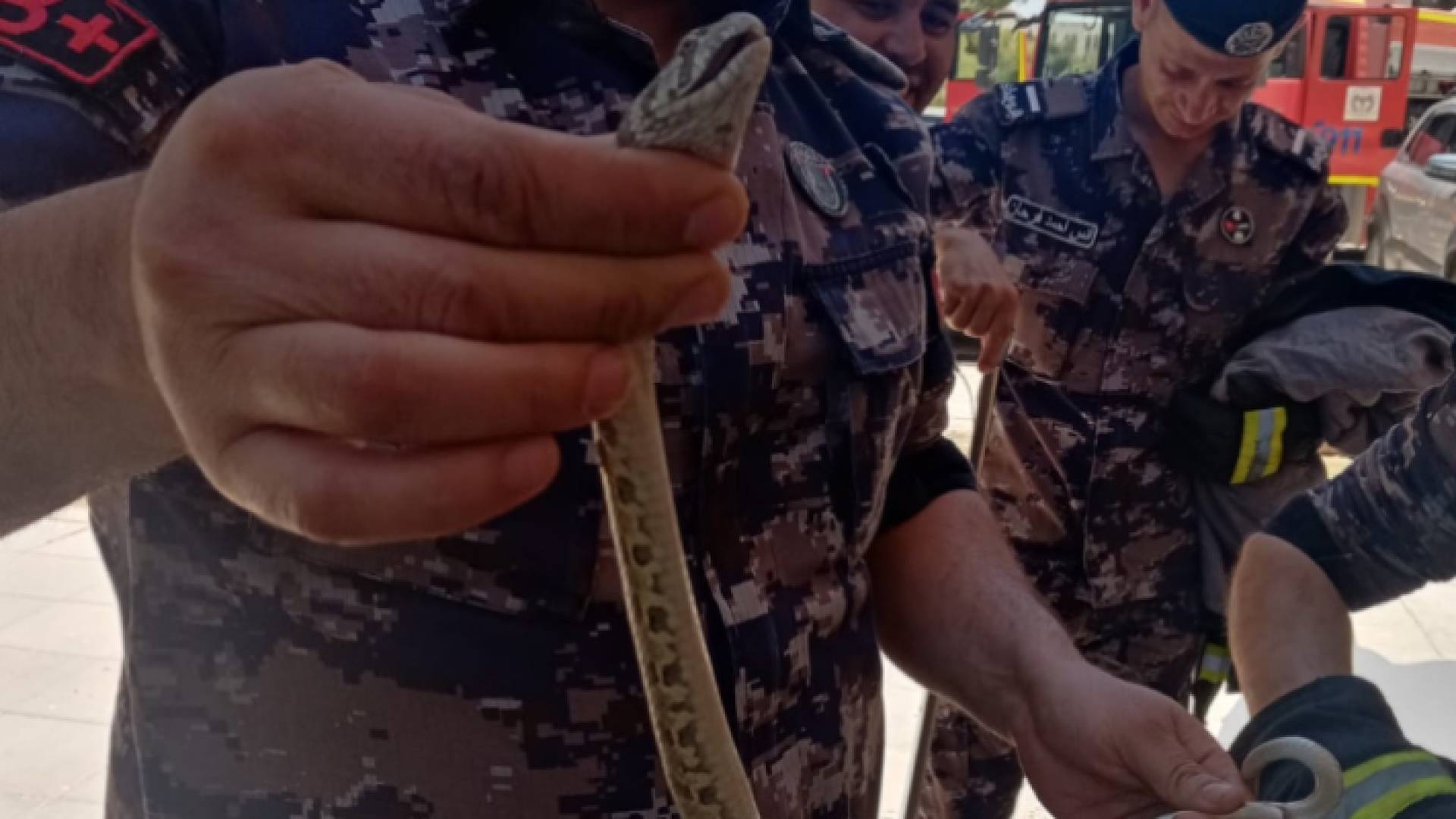 الدفاع المدني يتعامل مع أفعى فلسطين