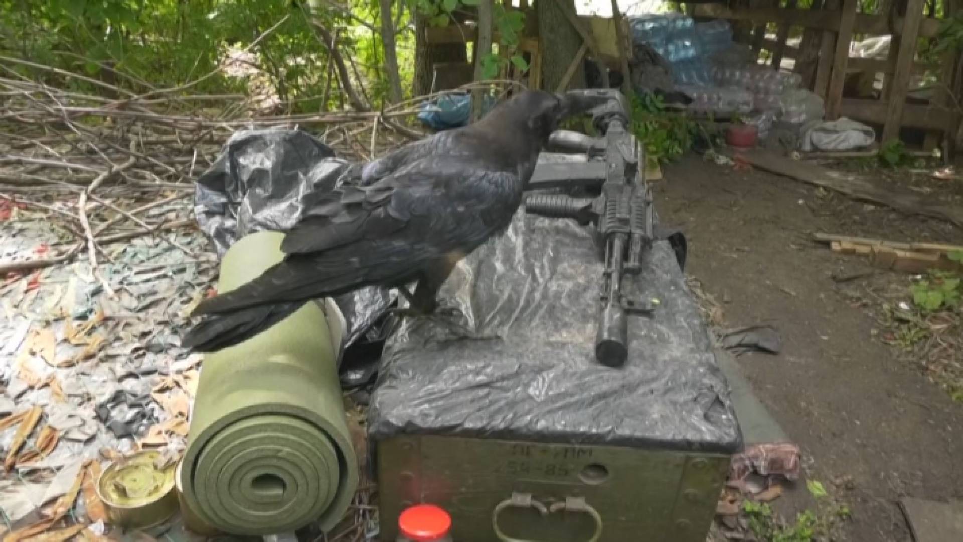 الغراب مافيك