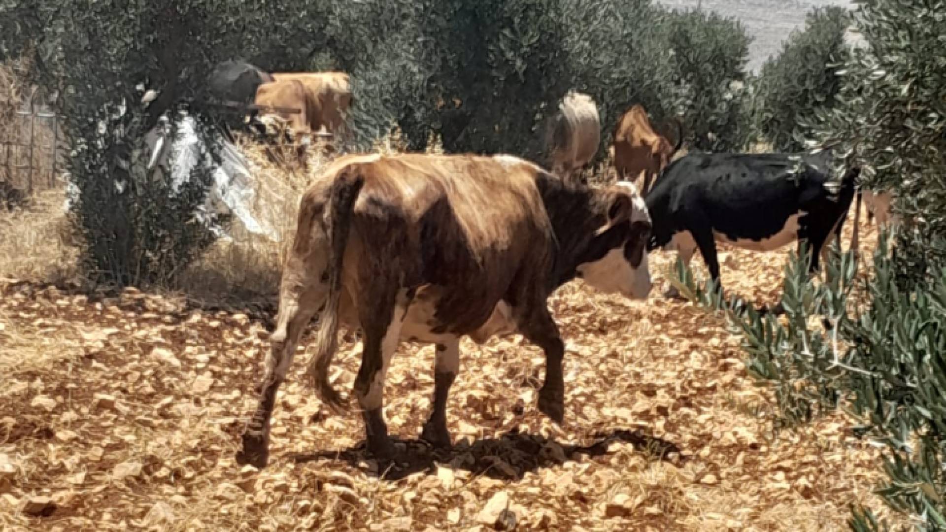 لقطة من الاعتداء على المزارع