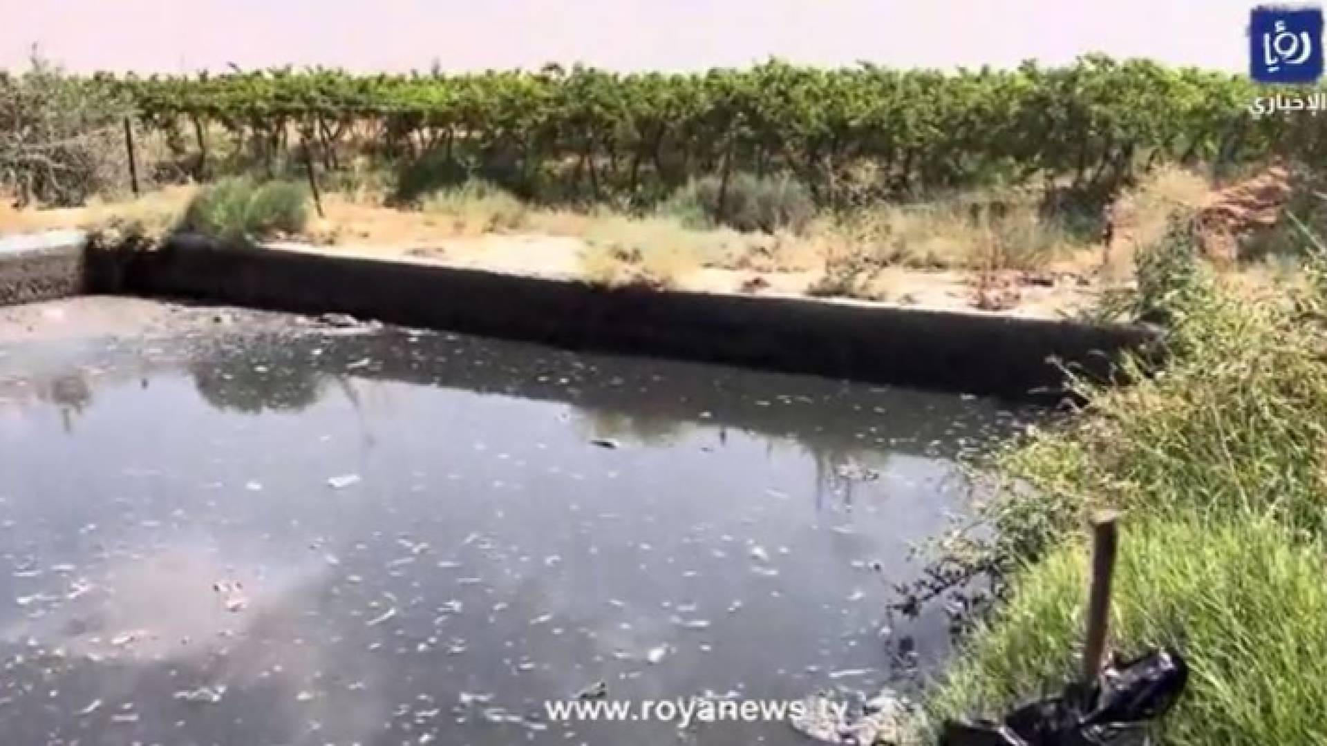 المزرعة التي تم ضبطها