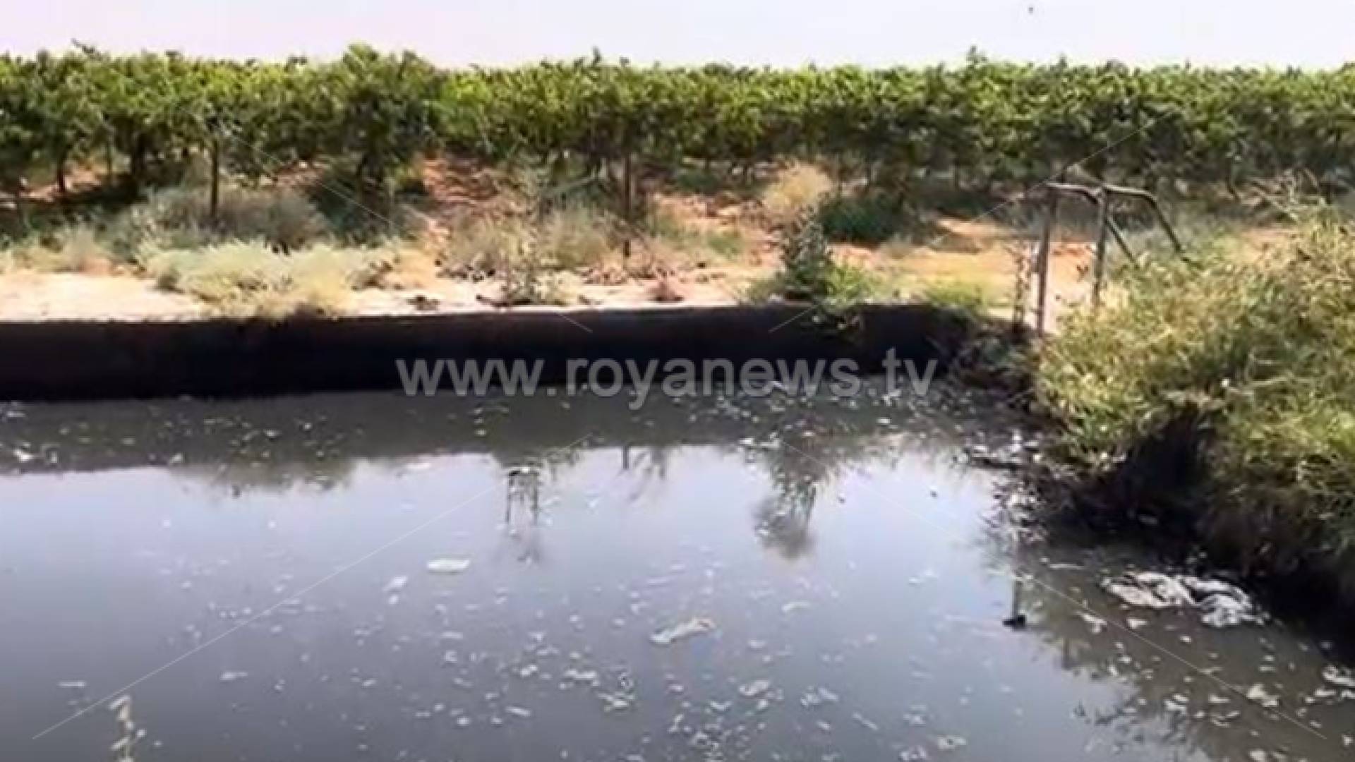 بركة مياه عادمة يتم ري المزروعات منها