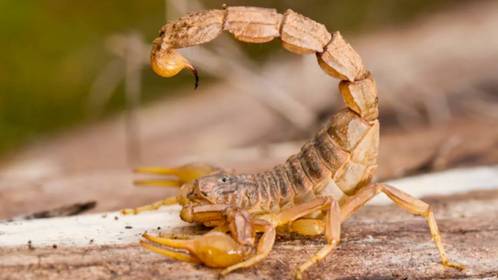 عقرب "تعبيرية"