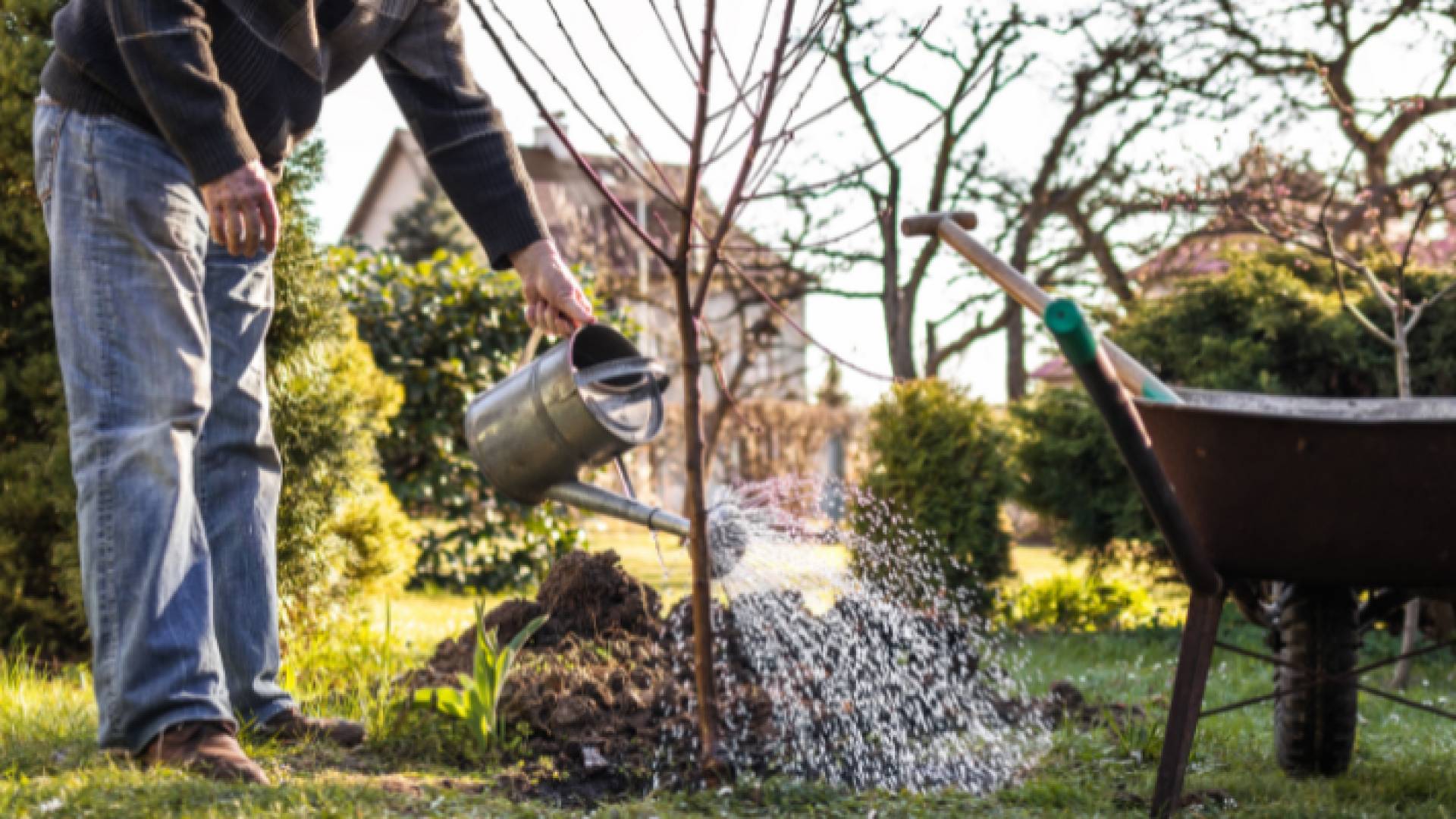 ري أشجار - أرشيفية
