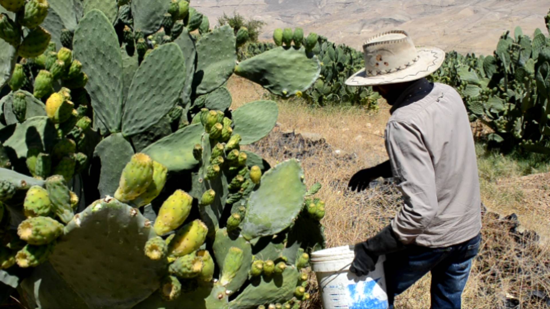 عامل في مزرعة صبر