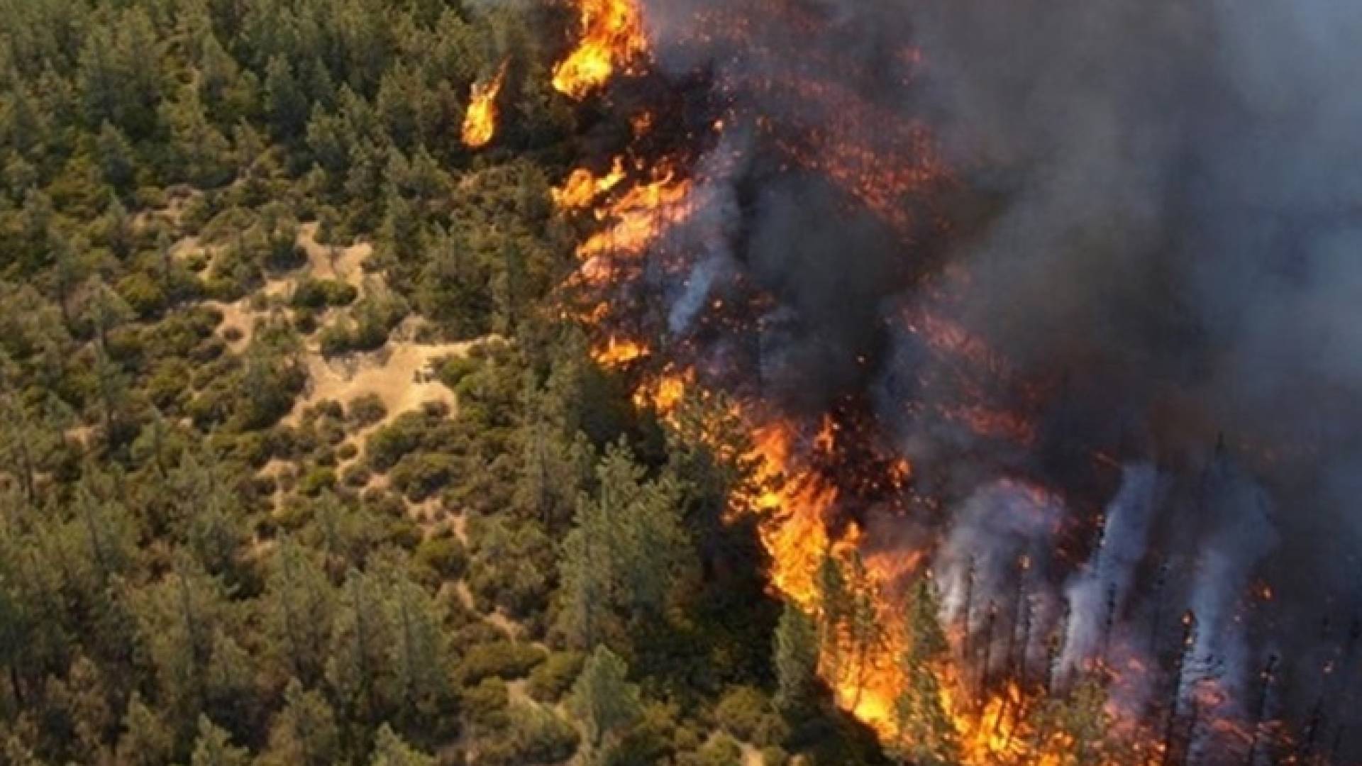 حريق يلتهم غابات في عجلون