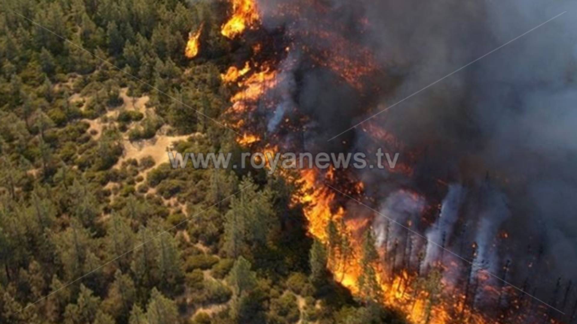 نيران تلتهم غابات جرش