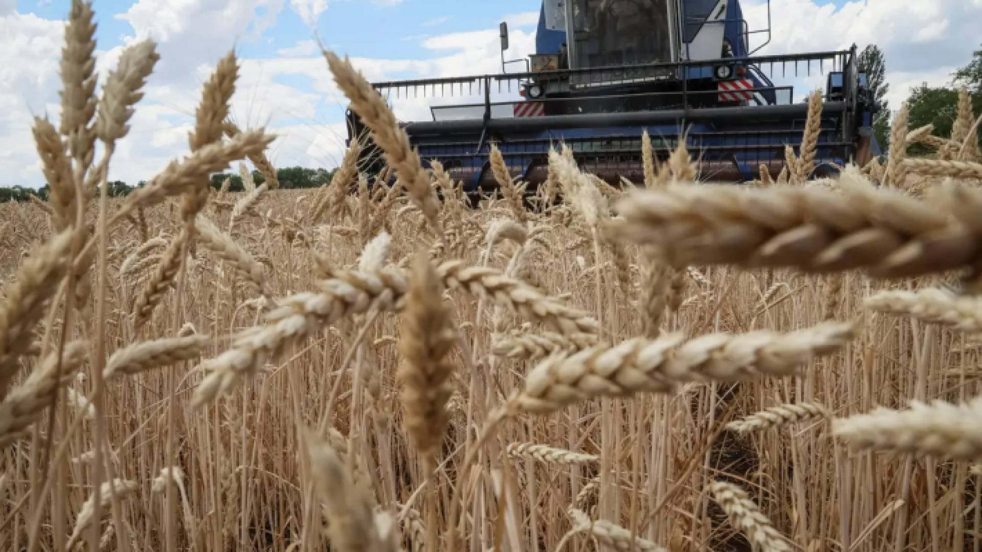 محصول القمح