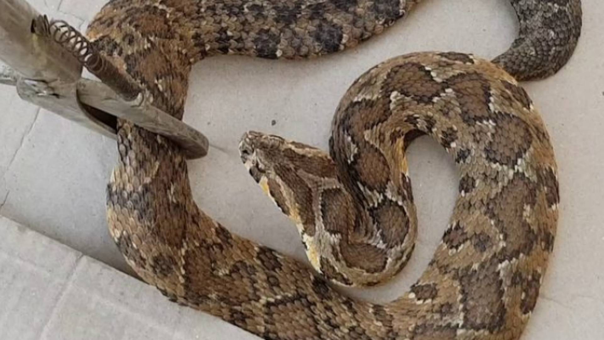 أفعى فلسطين