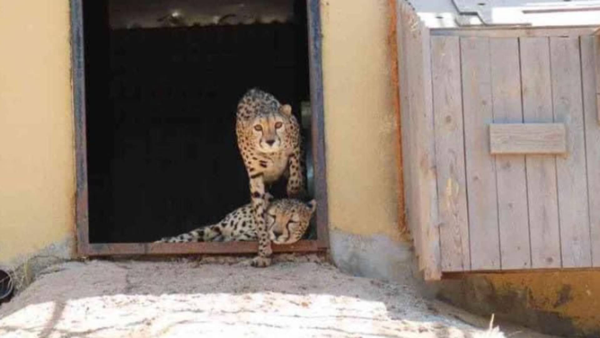 حيوانات مفترسة في منزل المواطن