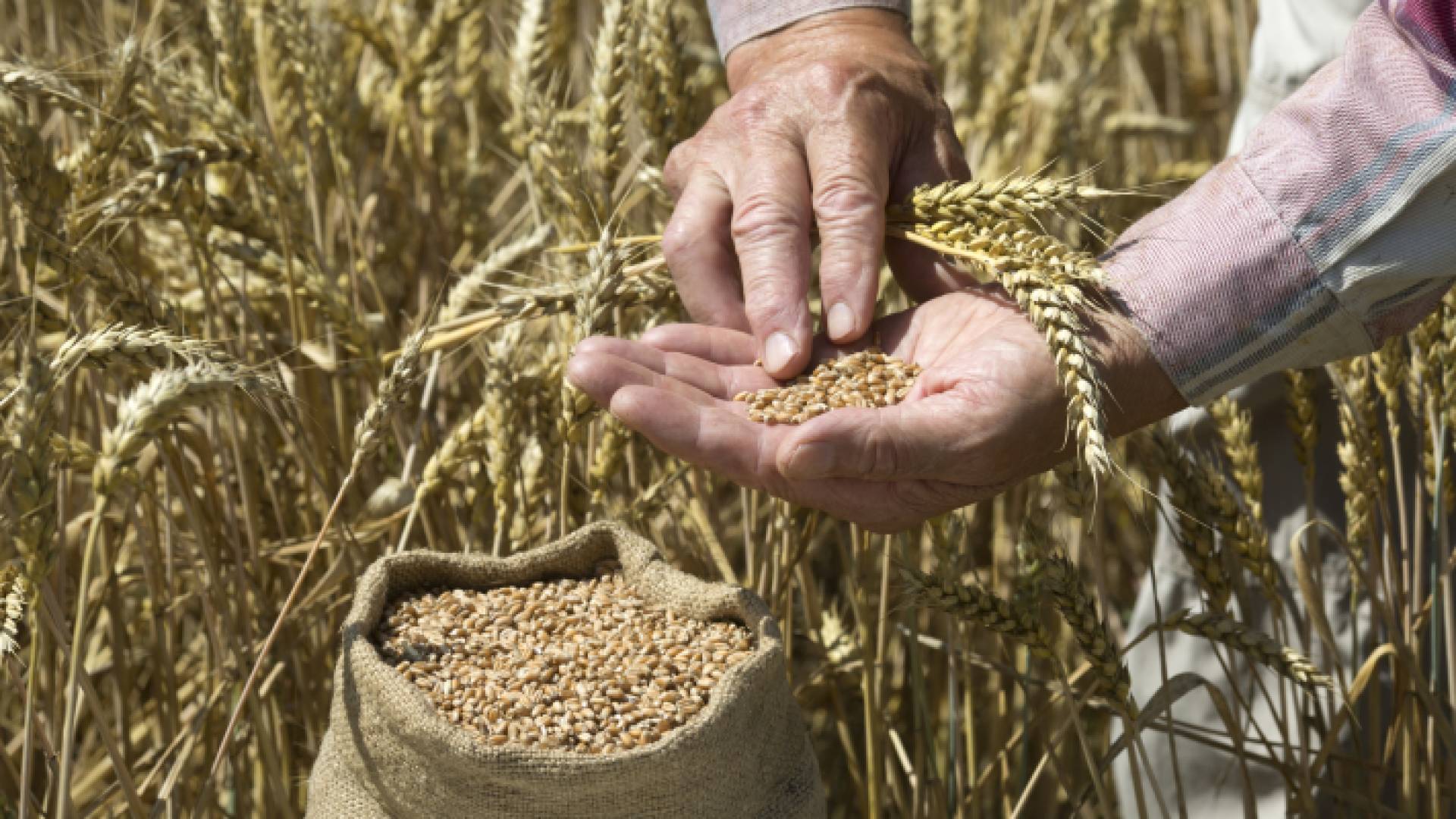 القمح - تعبيرية