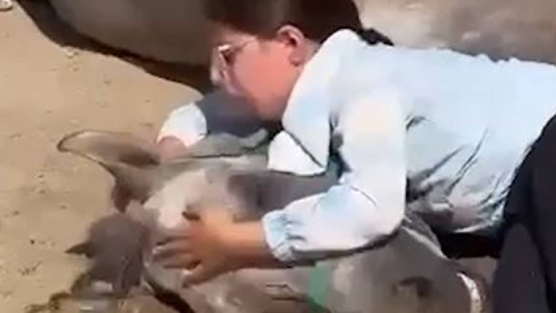 طفلة في كردستان العراق تودع حصانها