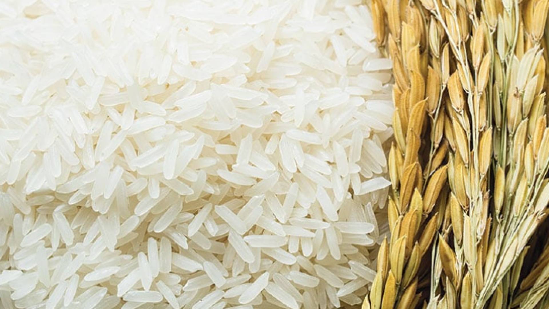 مادة الأرز