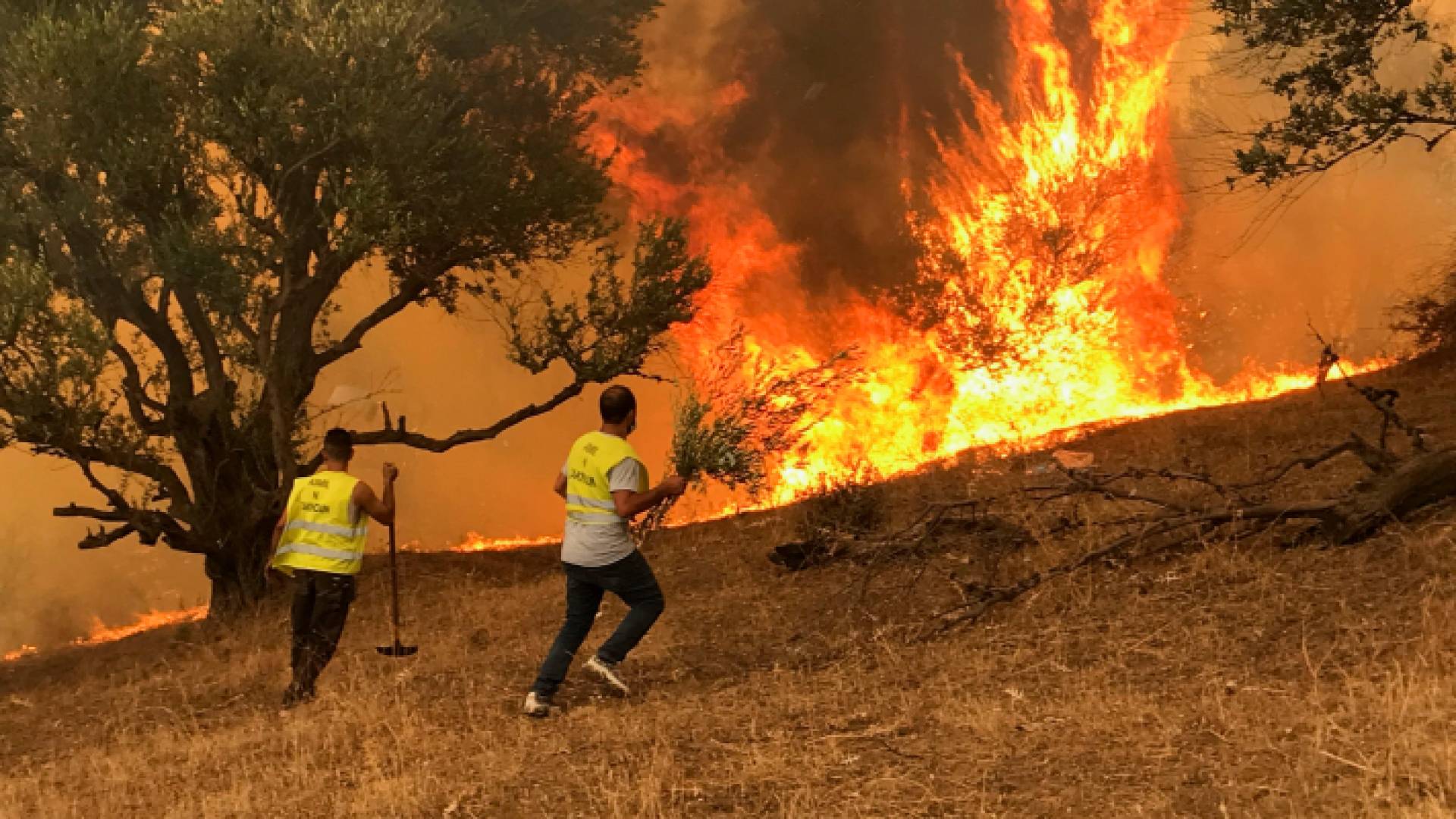 حرائق الغابات في الجزائر