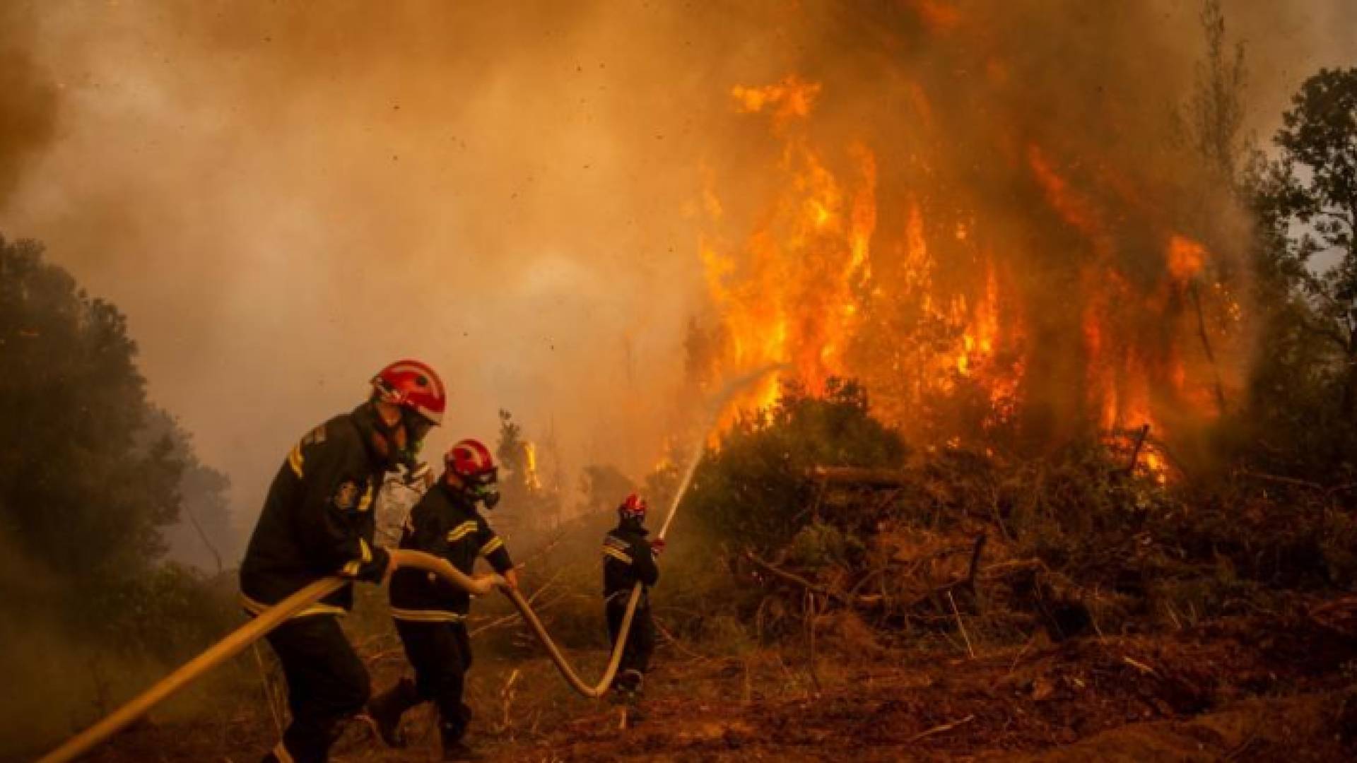 حرائق غابات في الجزائر